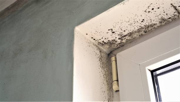 Best Mold Removal for HVAC Installations  in Grundy Center, IA