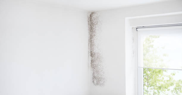 Best Real Estate Mold Inspection  in Grundy Center, IA